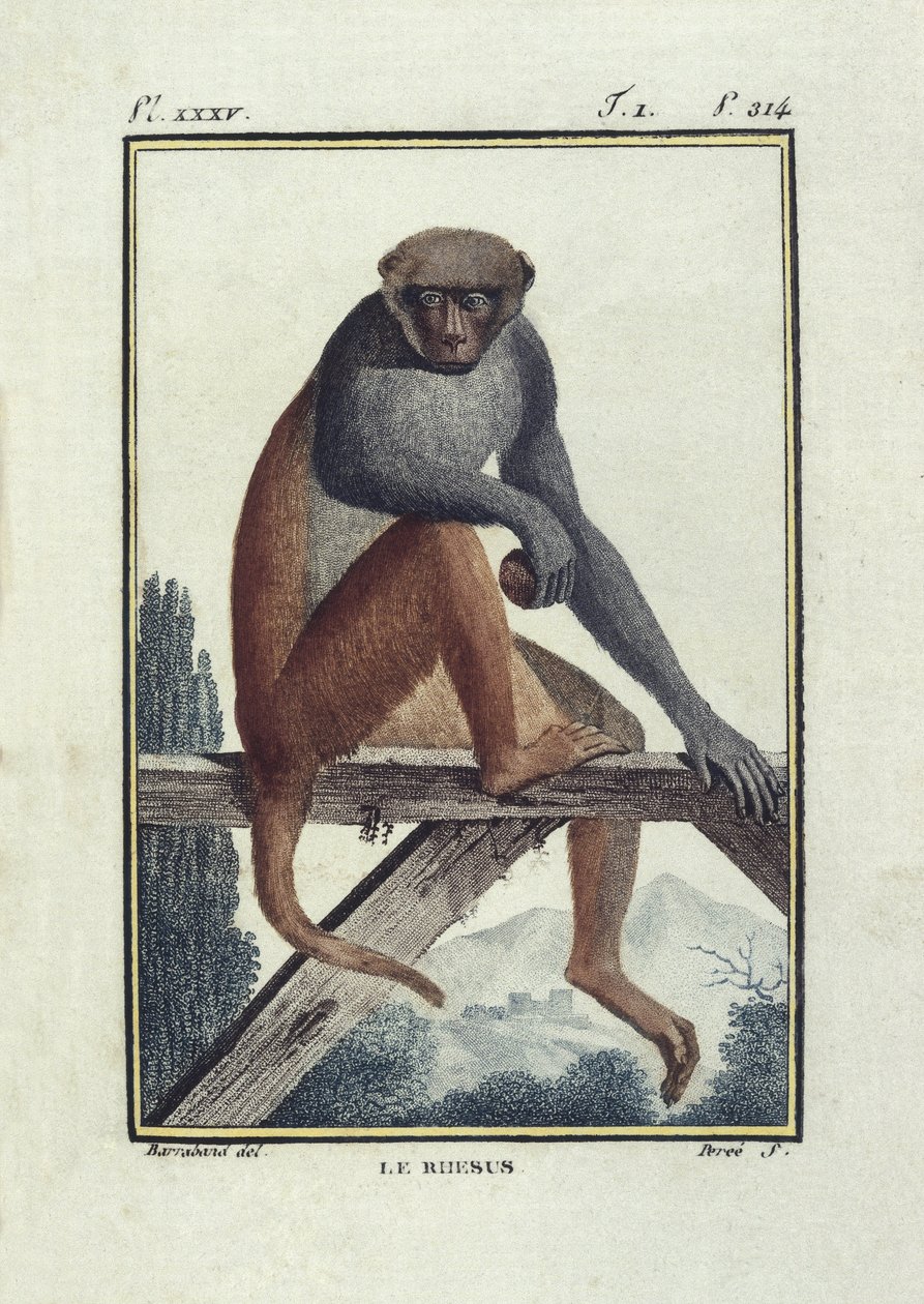 BUFON, Georges-Louis Leclerc, comte de (1707-1788). Singes rhésus. Illustration de l