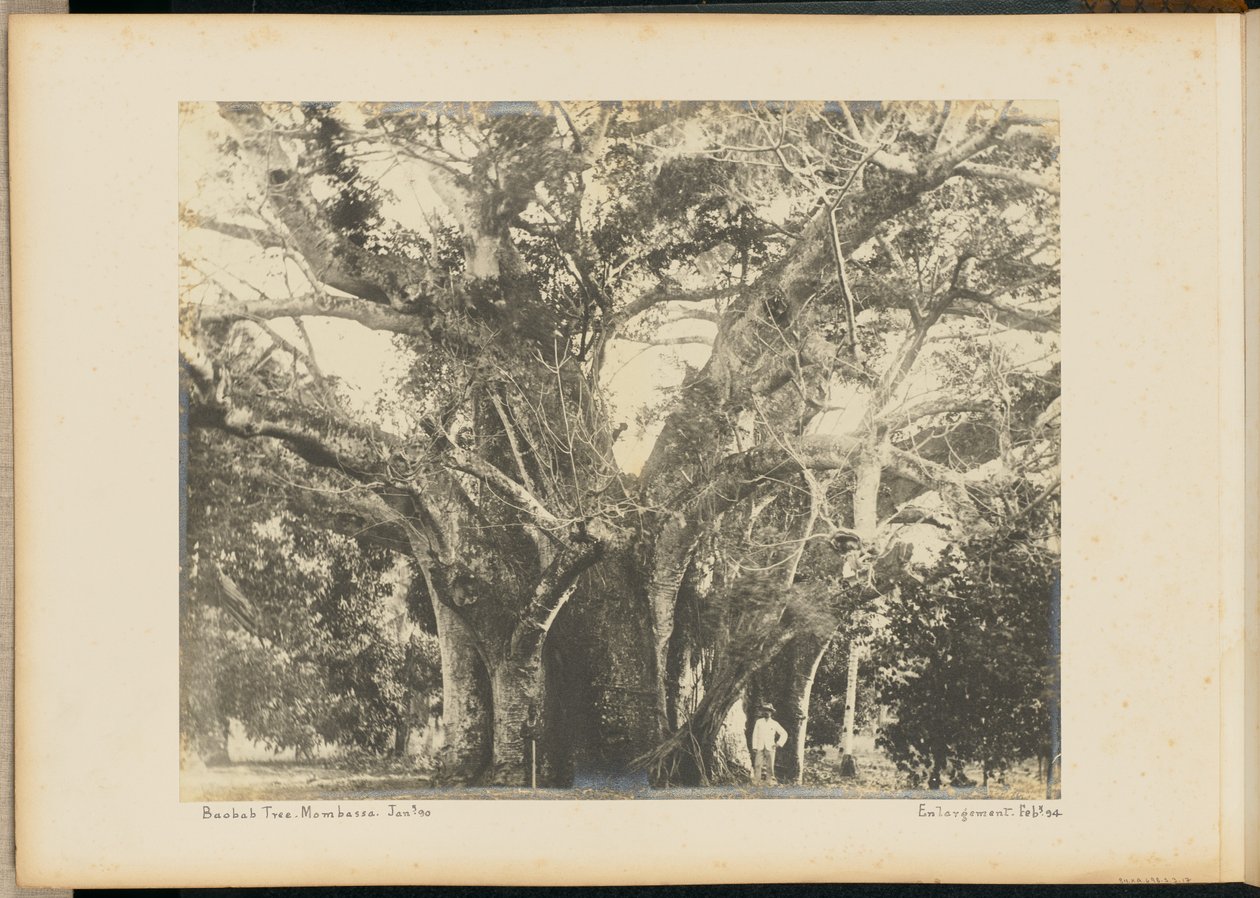 Baobab. Mombassa. - Unknown artist