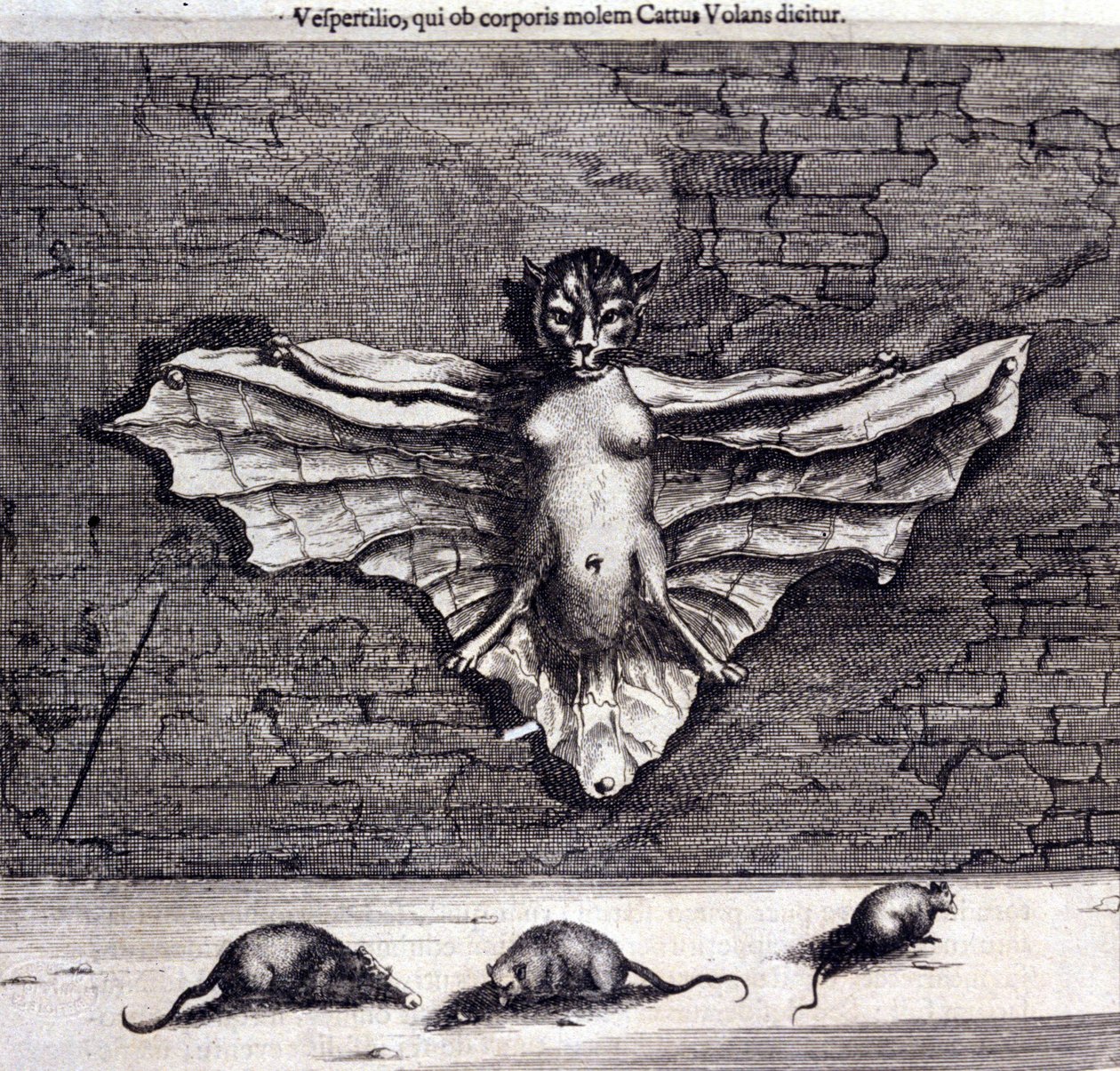 Chauves-souris et rats. « De China Monumenta » par Athanasius Kircher - Unknown artist