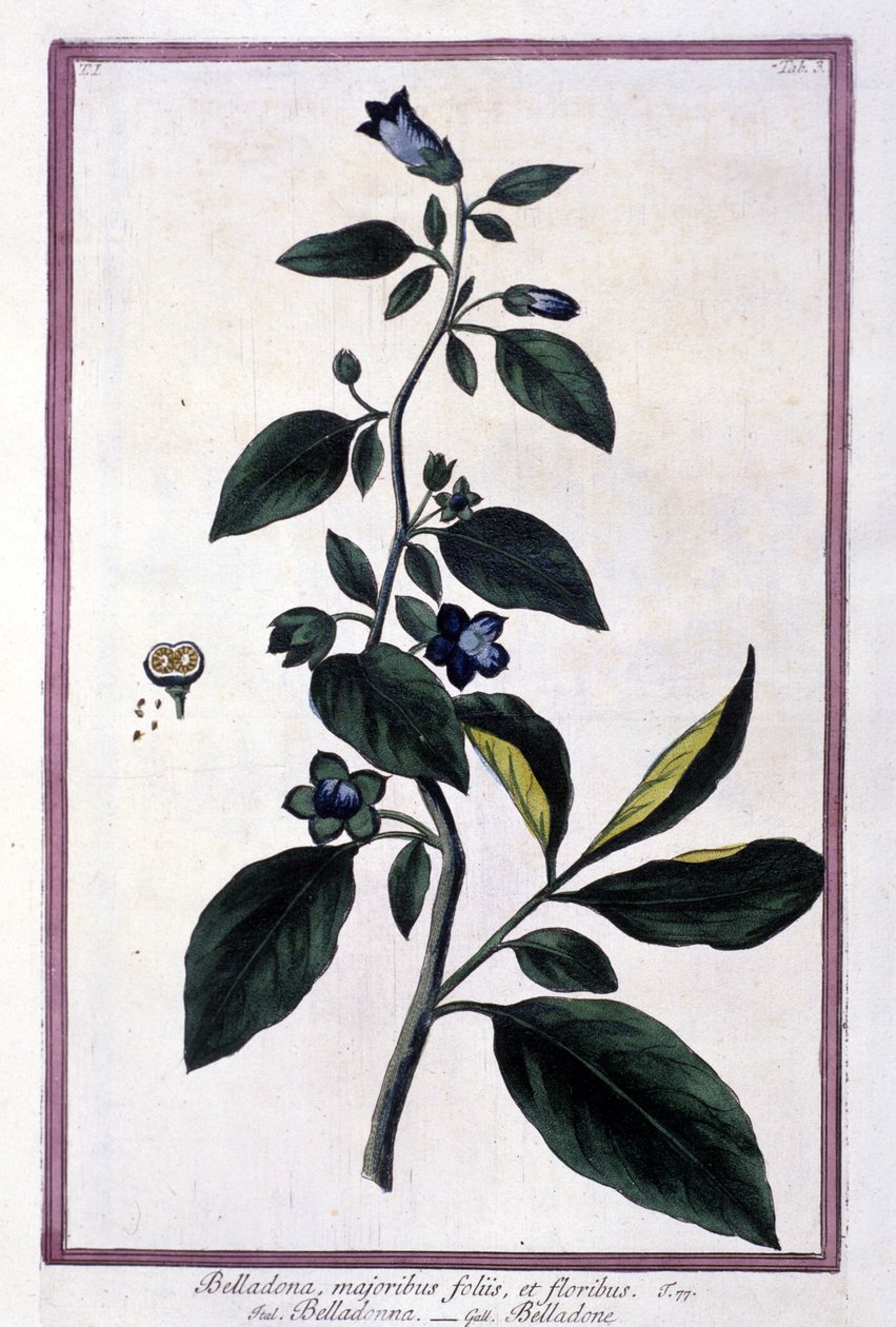 Belladone, fleurs et baies. Plante toxique utilisée en médecine. Gravure d