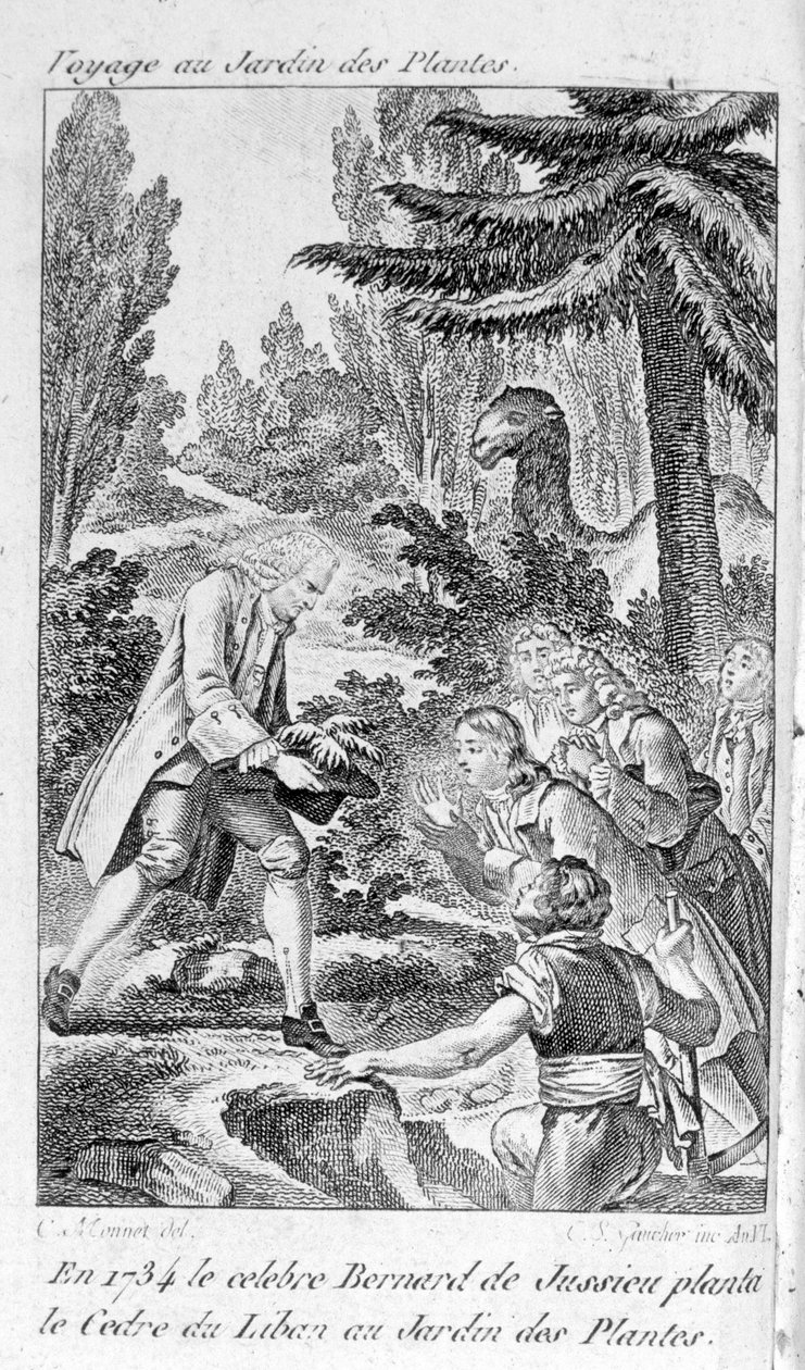 Bernard de Jussieu, botaniste français (1699-1777) plante un cèdre du Liban dans le jardin des plantes à Paris - Unknown artist