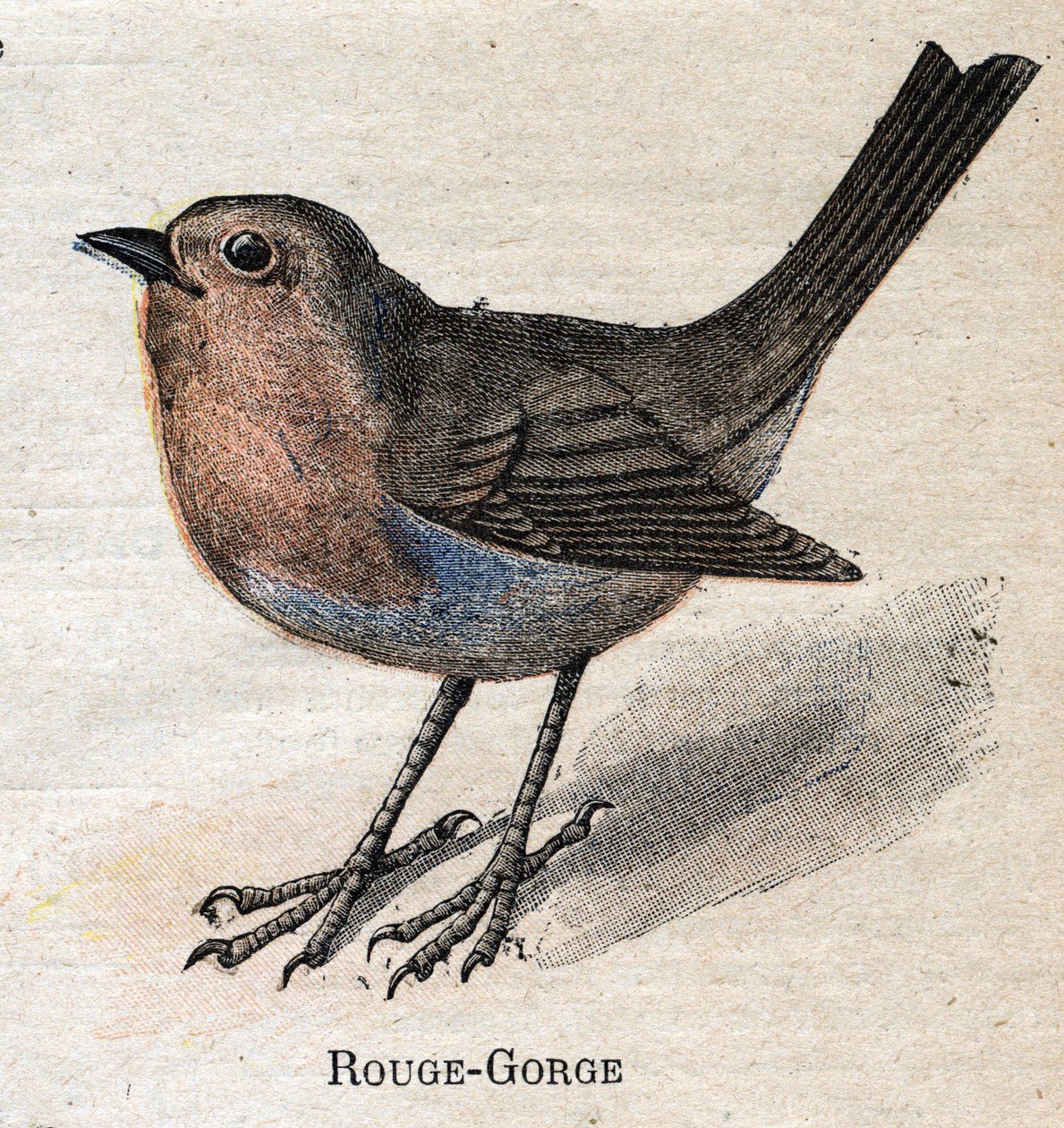 Oiseaux utiles à l