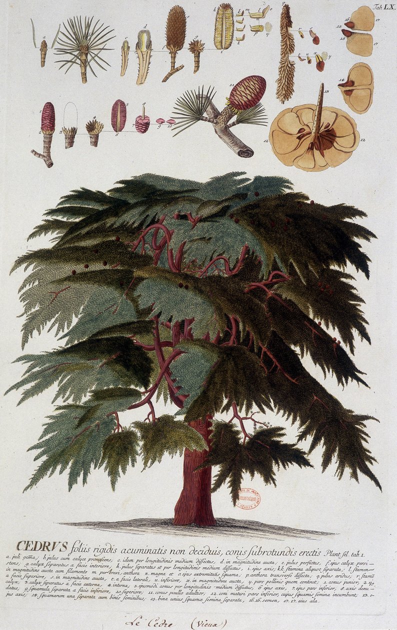 Planche botanique : Cèdre. n.d. 19ème siècle - Unknown artist
