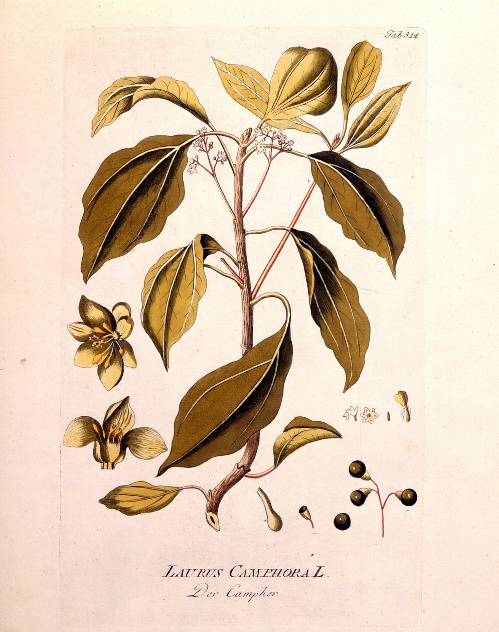 Planche botanique : camphre (Laurus Camphora). Gravure dans « Icons Plantarum medicinalium » par Joseph Jacob von Plenck, médecin et botaniste autrichien (1738-1807), Vienne 1791 - Unknown artist
