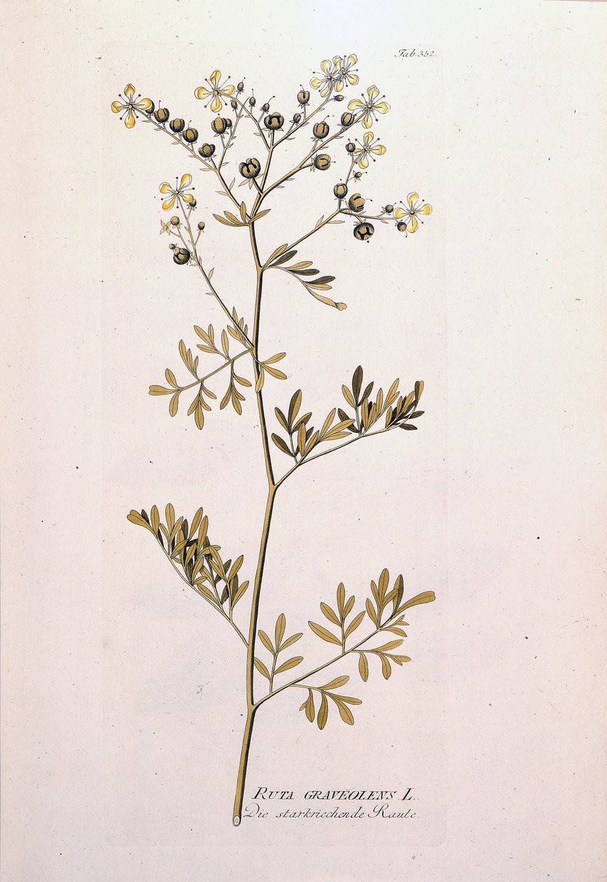 Planche botanique : rue officinale (Ruta graveolens). Dans "Icons Plantarum medicinalium" de J.J. Plenck, Vienne, Autriche - Unknown artist