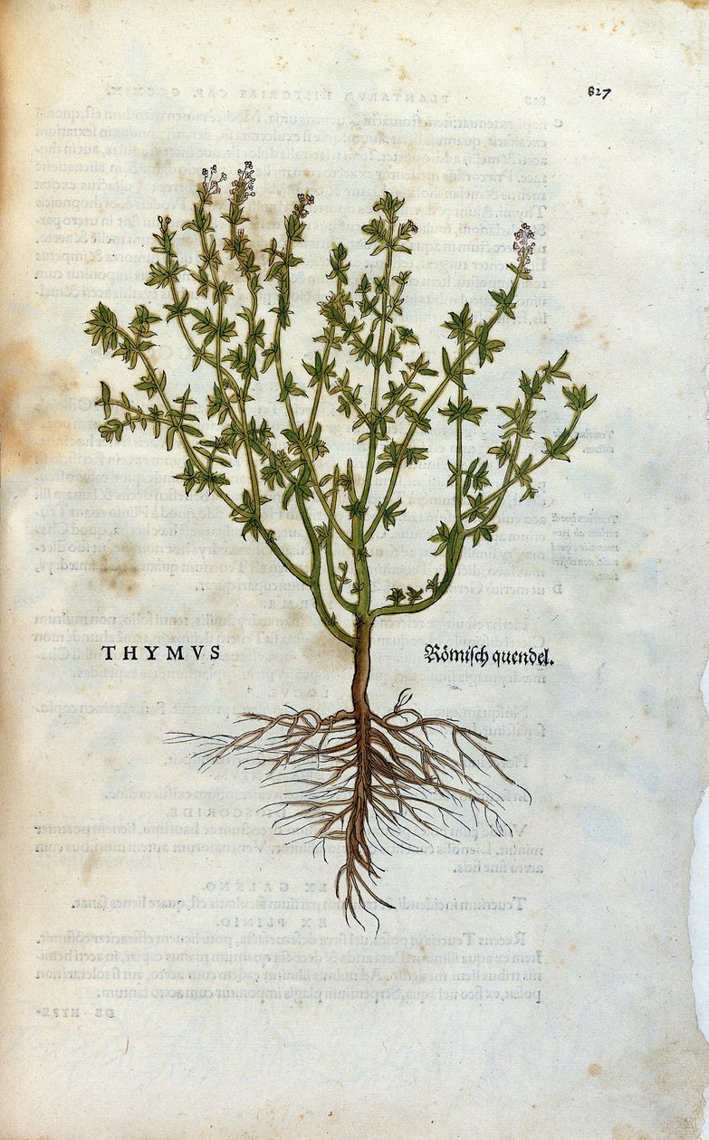 Planche botanique : Thym (Thymus) Herbier de Léonard Fuchs, "Historia Stirpium", Bâle - Unknown artist