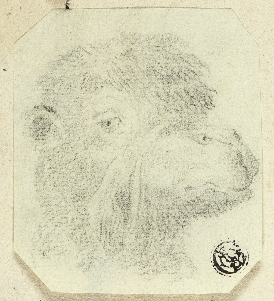 Tête de chameau tournée vers la droite - Unknown artist