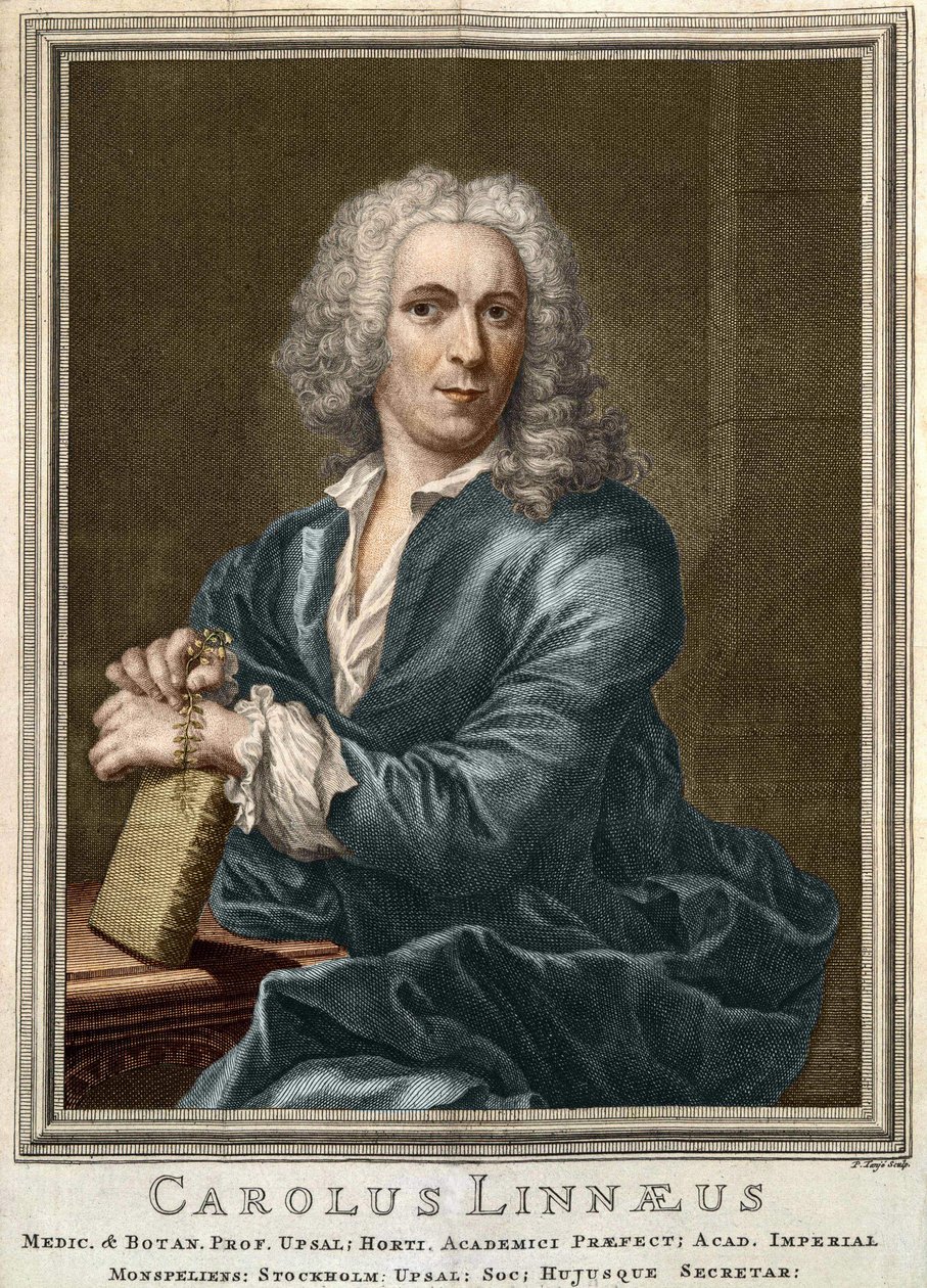 Carl Von Linné naturaliste et écrivain suédois (1707 - 1778) - Unknown artist