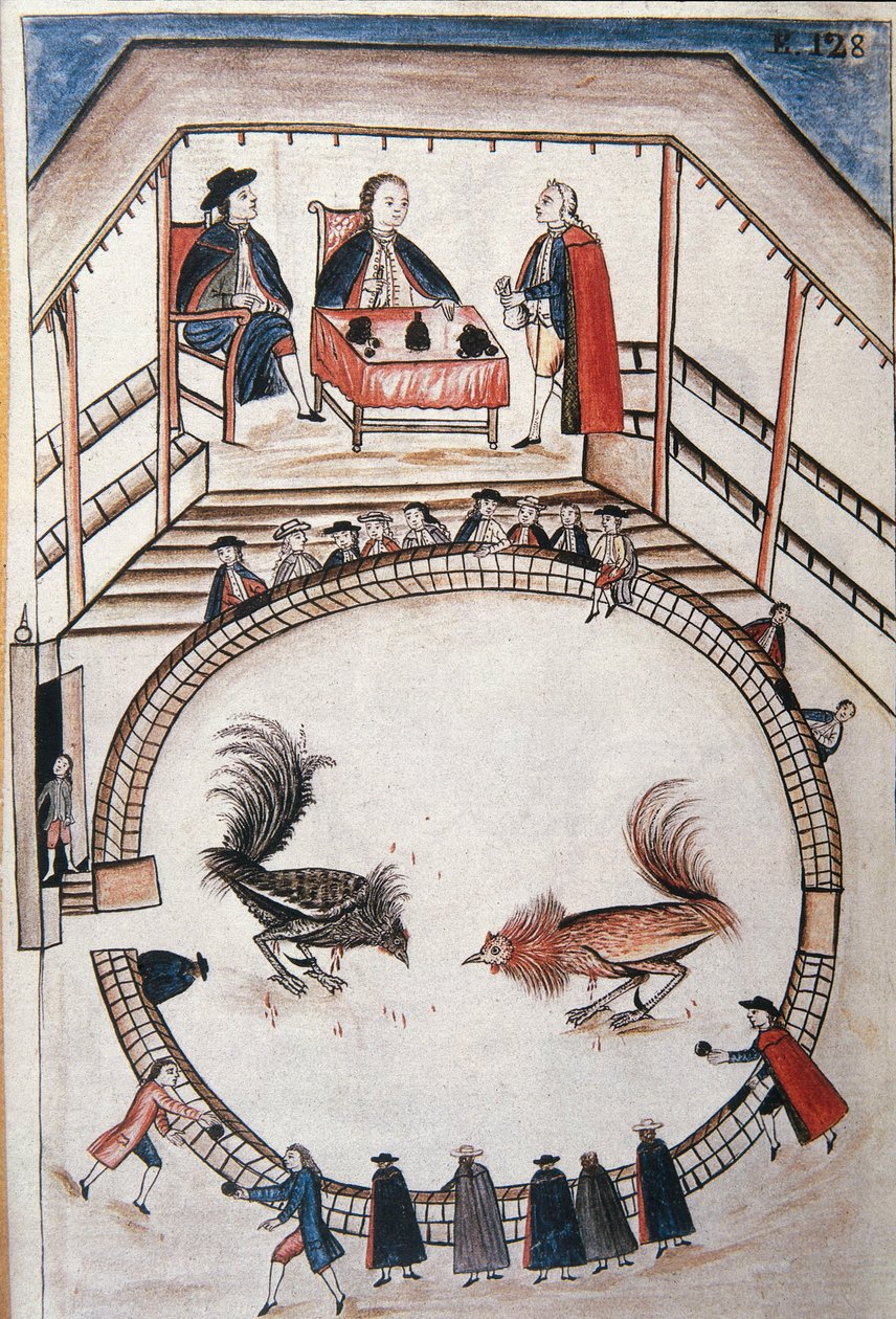 Combat de coqs, un noble assiste au duel, du livre "Trujillo del Peru" ou "Códice Martínez Compañón" - Unknown artist