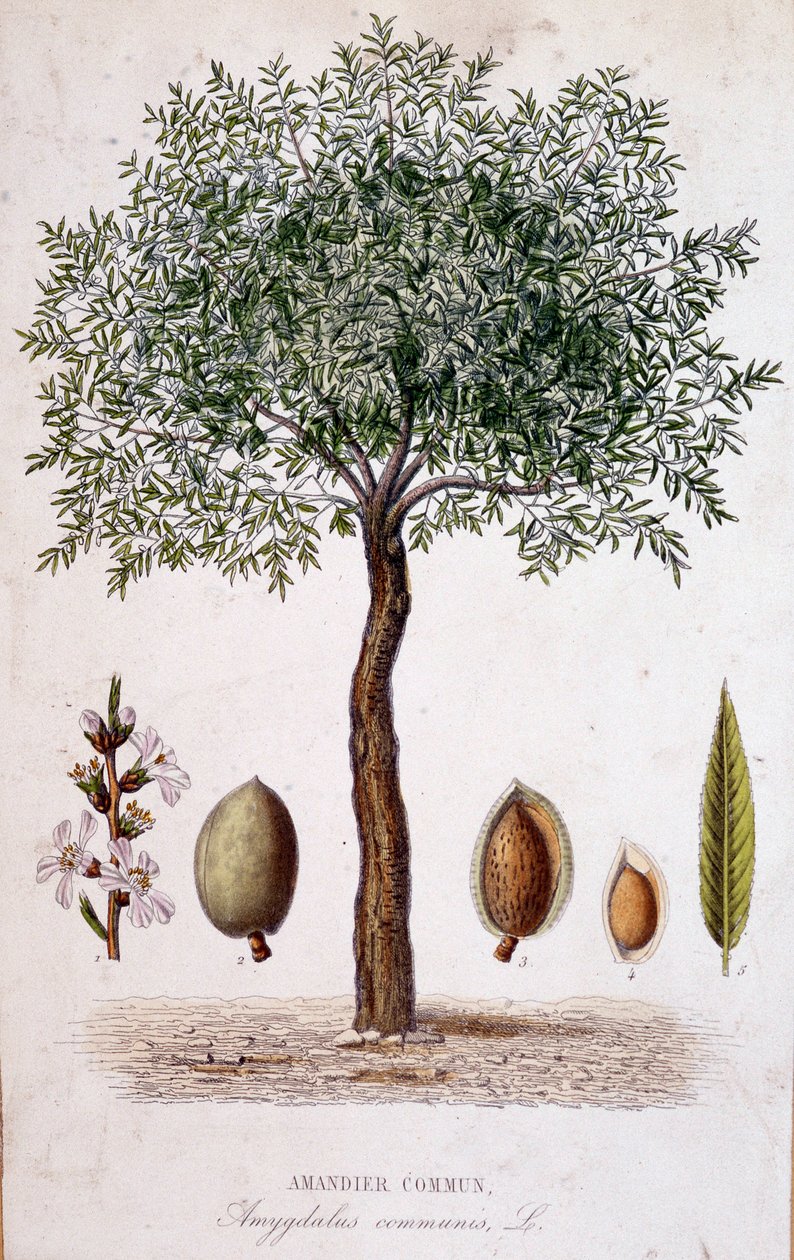 Amandier commun - planche botanique - Unknown artist