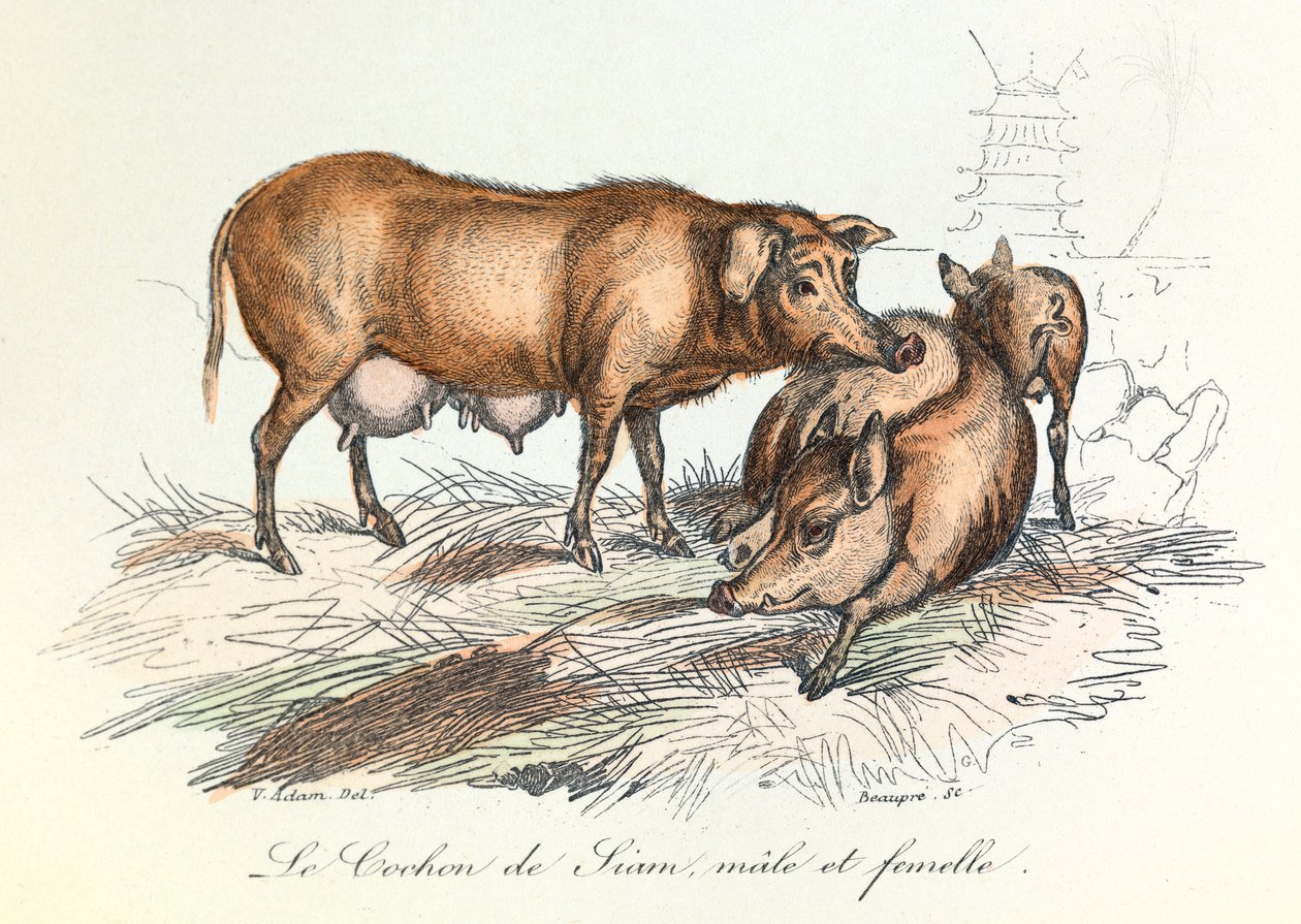 Les "Completes de Buffon" avec la nomenclature de Linné et la classification de Cuvier : Les animaux : Le cochon de Siam (gravure) - Unknown artist