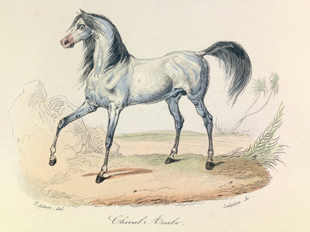 Les "Completes de Buffon" avec la nomenclature de Linné et la classification de Cuvier : Les animaux : Cheval Arabe (gravure) - Unknown artist