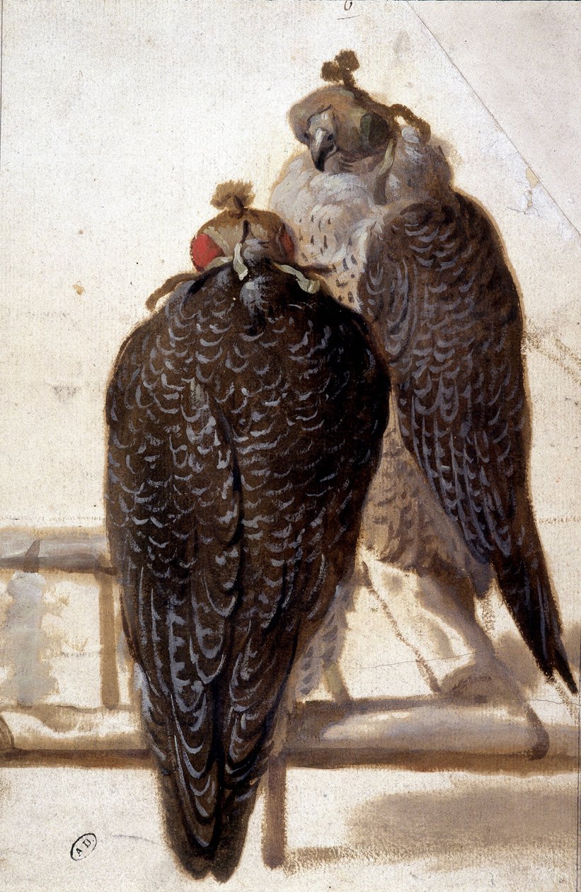 Couple de faucons. Dessin du XVIIIe siècle - Unknown artist