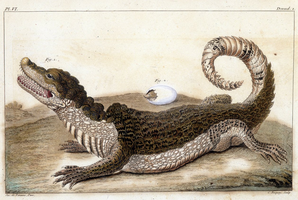 Crocodile du Surinam (Caïman) - dans « Ce qui est plus intéressant et curieux parmi les animaux et les minéraux pour servir d