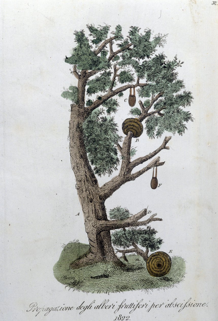 Système de taille pour le développement des arbres fruitiers. Planche tirée de « Giornale dell
