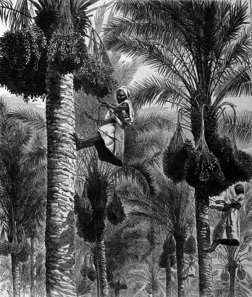 Cueillette de dattes à Ceylan (actuel Sri Lanka). Gravure du 19ème siècle - Unknown artist