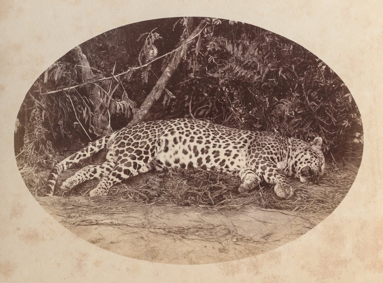 Léopard mort - Unknown artist