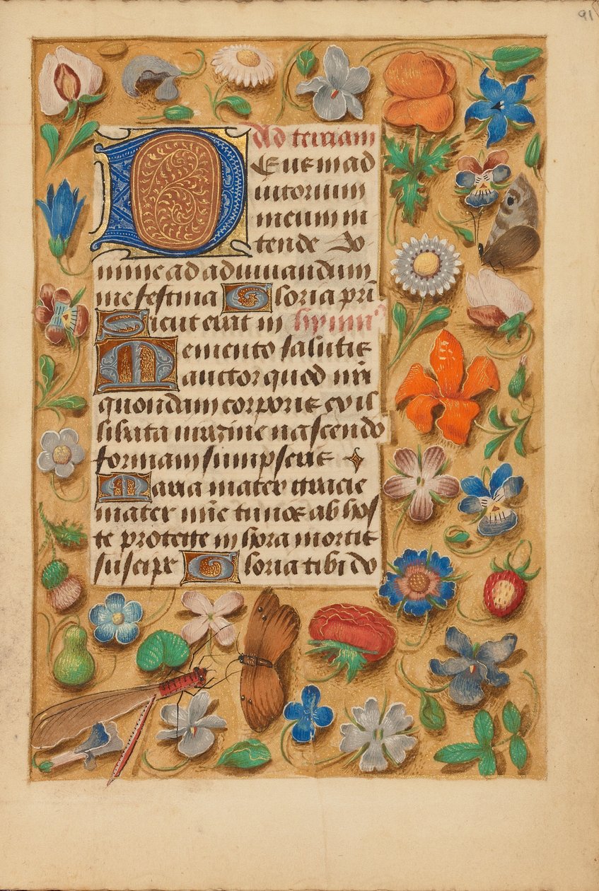 Initiale D décorée - Unknown artist