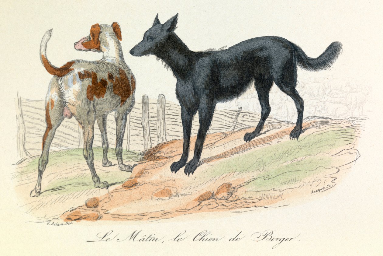 Chien et Matin, deux animaux classés par Linné et Cuvier (gravure) - Unknown artist