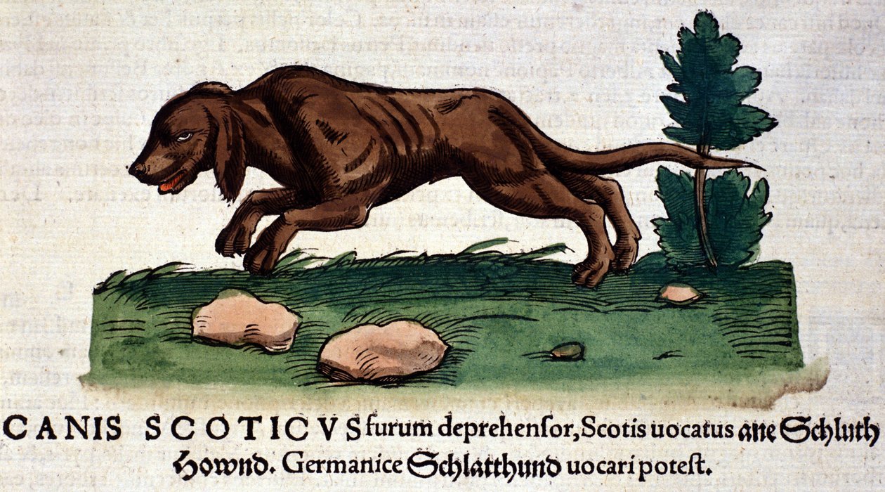 Chien de l