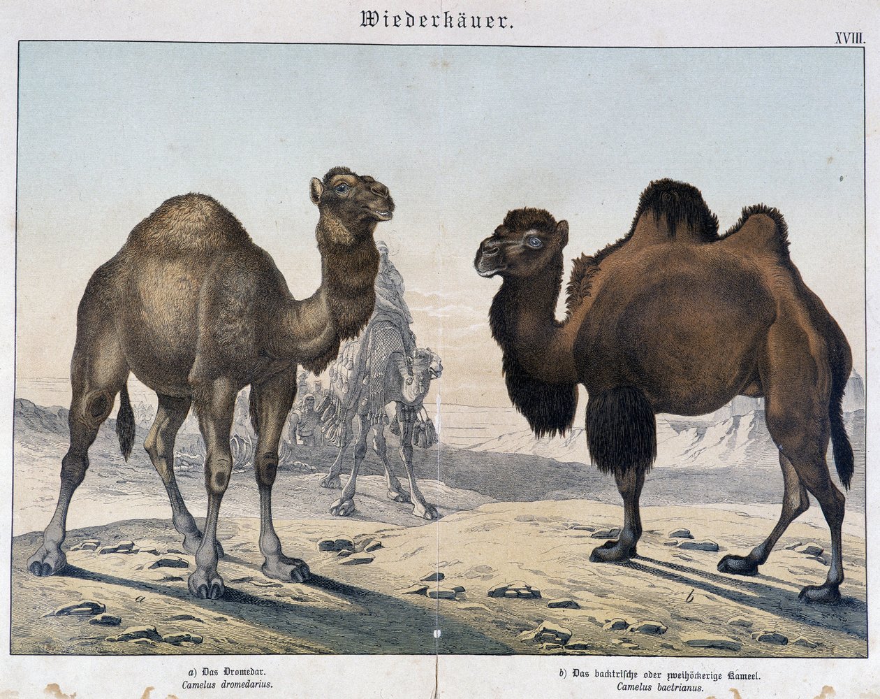 Dromadaire et chameau - dans « Histoires naturelles des mammifères », éd. Schreiber, Munich - Unknown artist