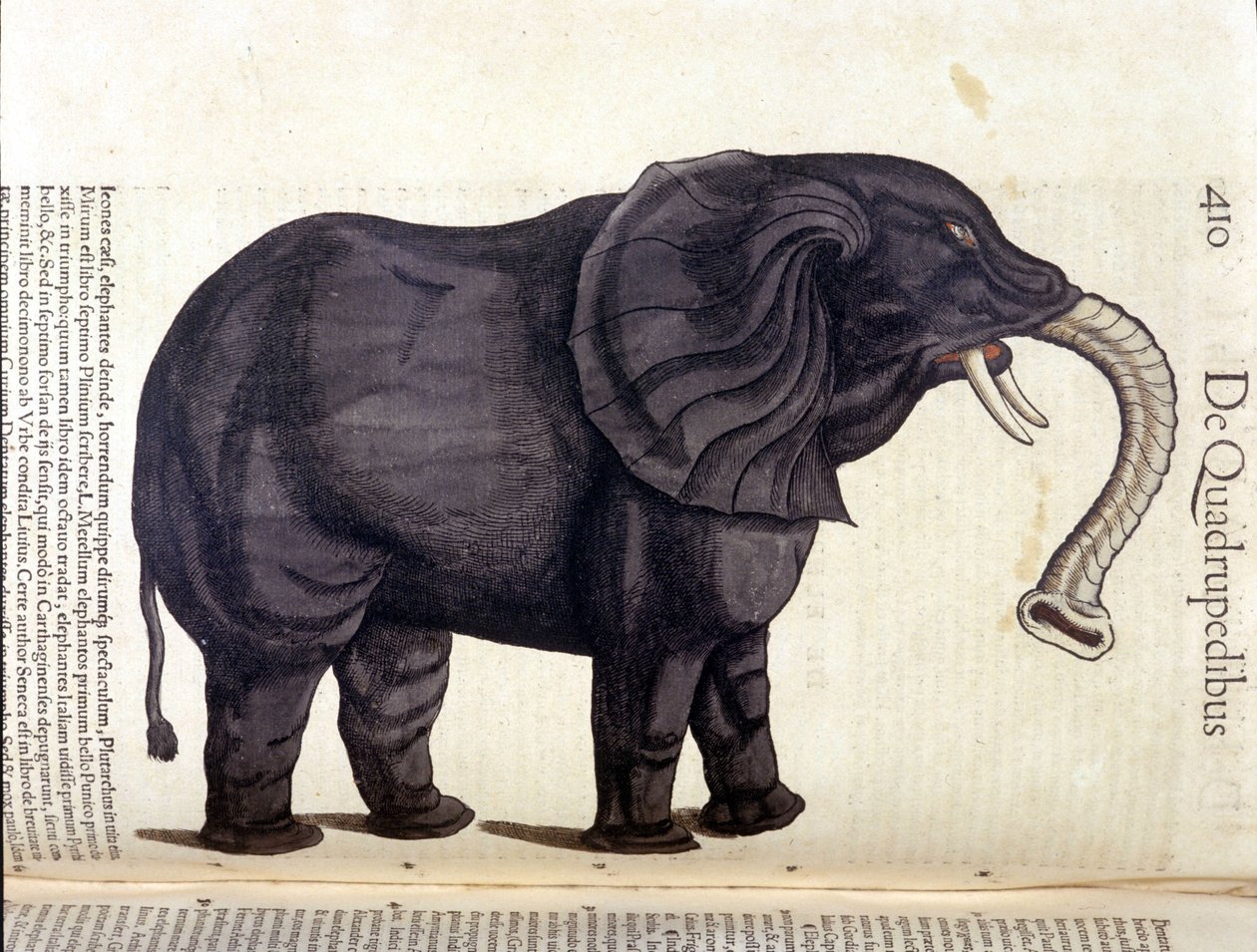 Éléphant de l
