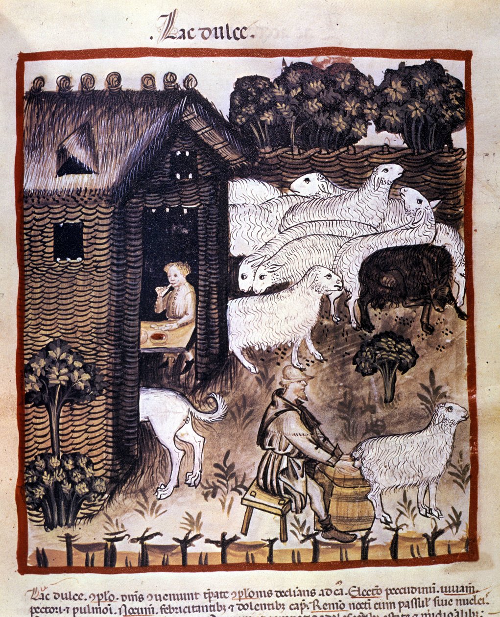 Travail à la ferme : traite des moutons pour produire du lait et du fromage. Enluminure du « Tacuinum sanitatis » - Unknown artist