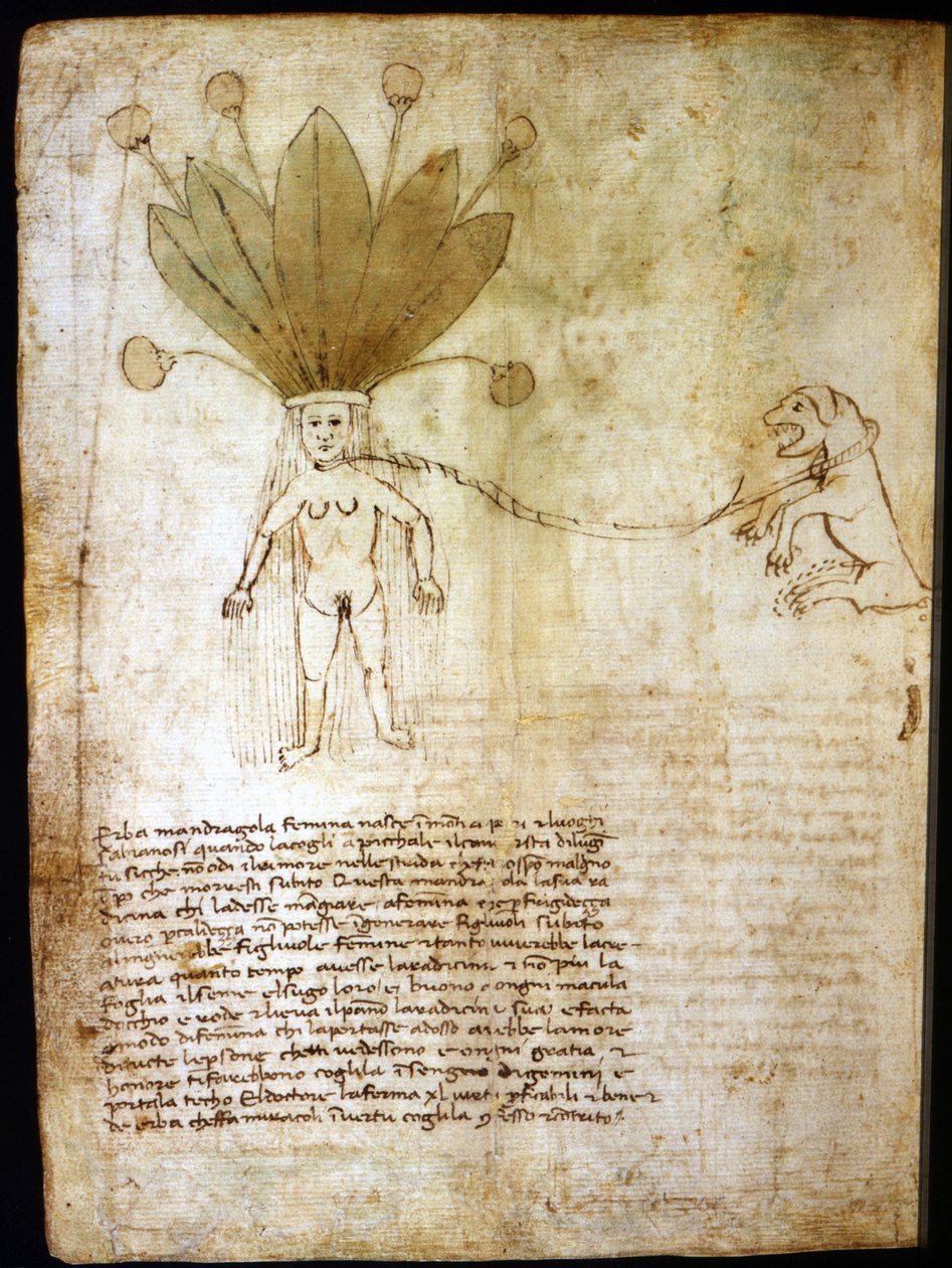 Mandragore femelle, extraite d