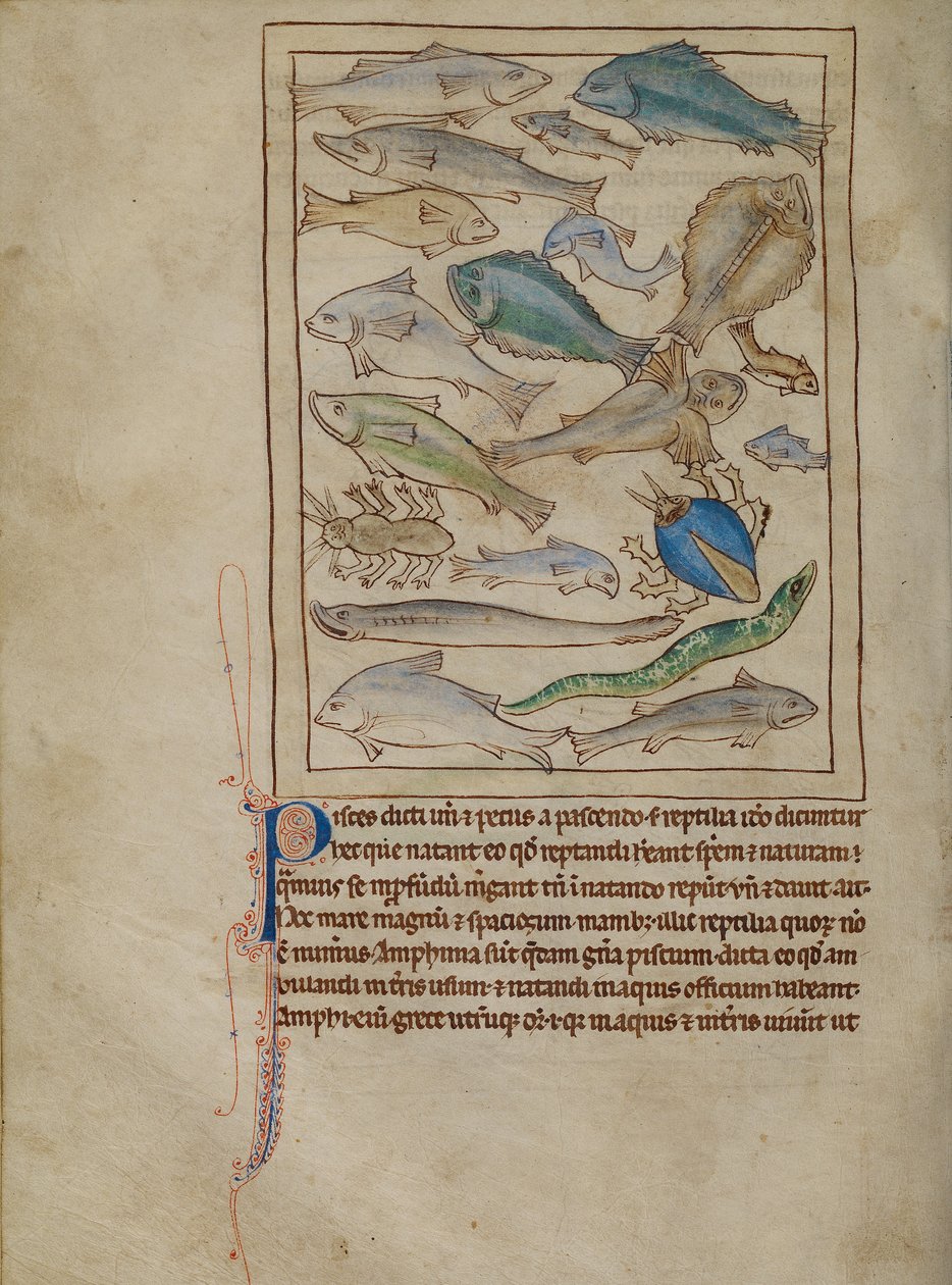 Poissons et monstres marins - Unknown artist