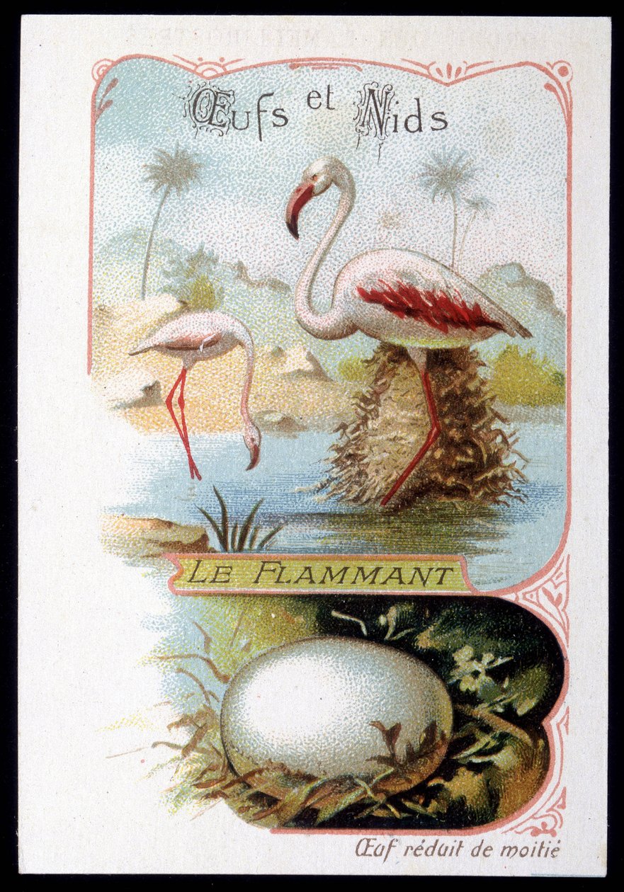 Flamant rose - Œufs et Nids. Chromolithographie du 19e siècle - Unknown artist