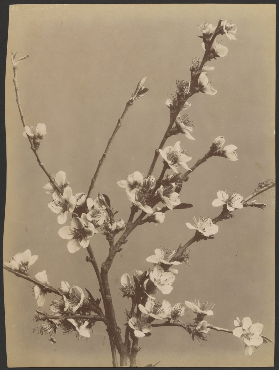 [Étude florale avec de petites fleurs blanches] - Unknown artist