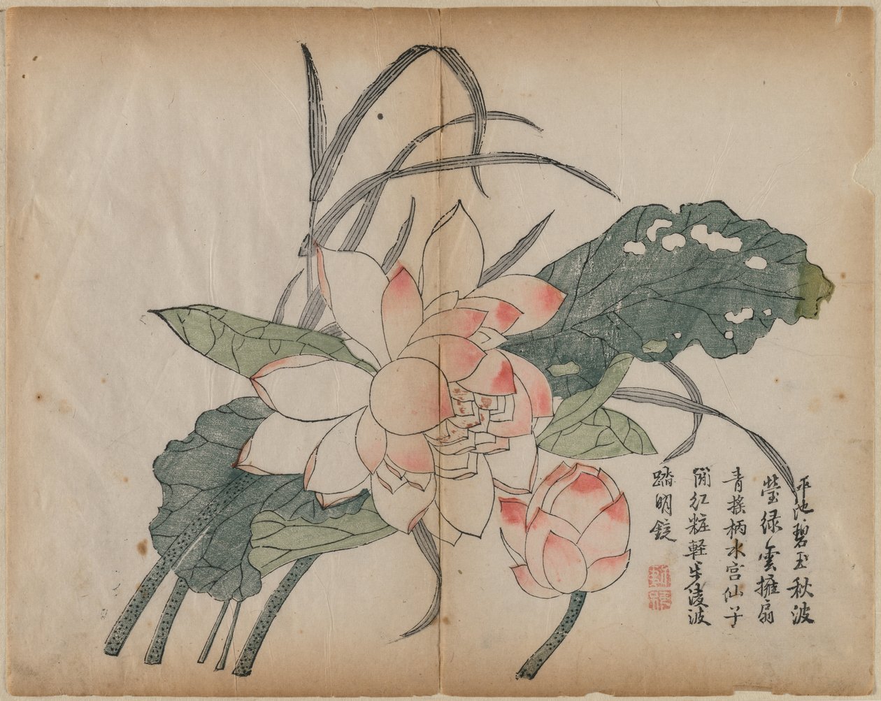 Lotus en fleur et bourgeon - Unknown artist