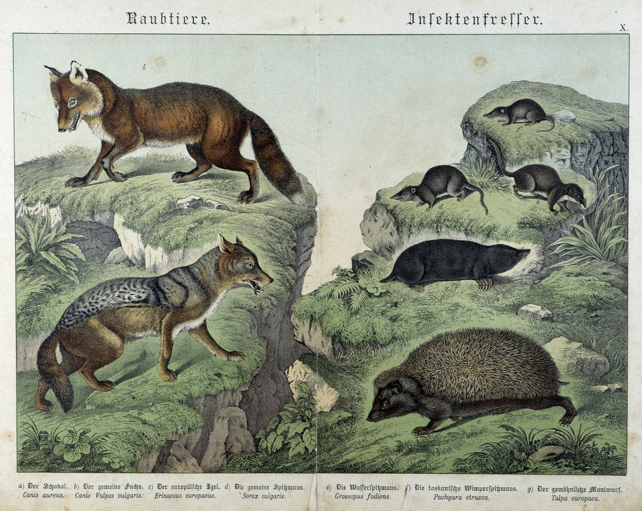 Renard, renard argenté, musaraignes, taupe et hérisson - dans « Histoires naturelles des mammifères », éd. Schreiber - Unknown artist