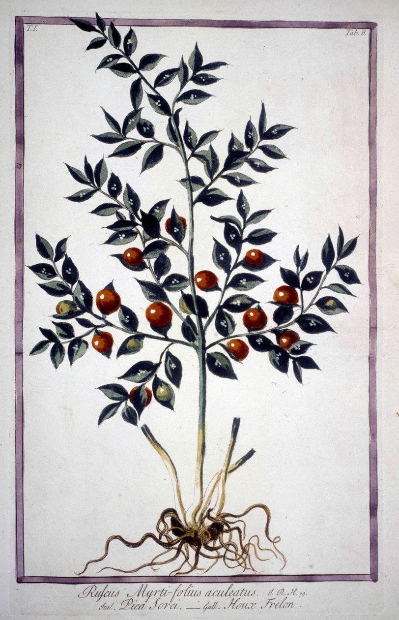 Fragon Faux Houx ou Petit Houx (Ruscus) dans un herbier du 19ème siècle. - Unknown artist