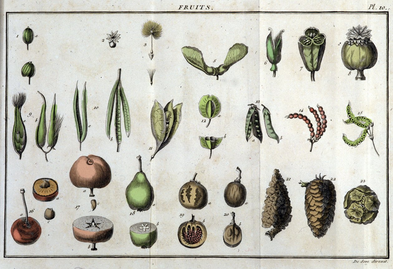 Les fruits : dans « Flora Françoise, ou une brève description de toutes les plantes qui poussent naturellement en France, arrangées selon une nouvelle méthode d