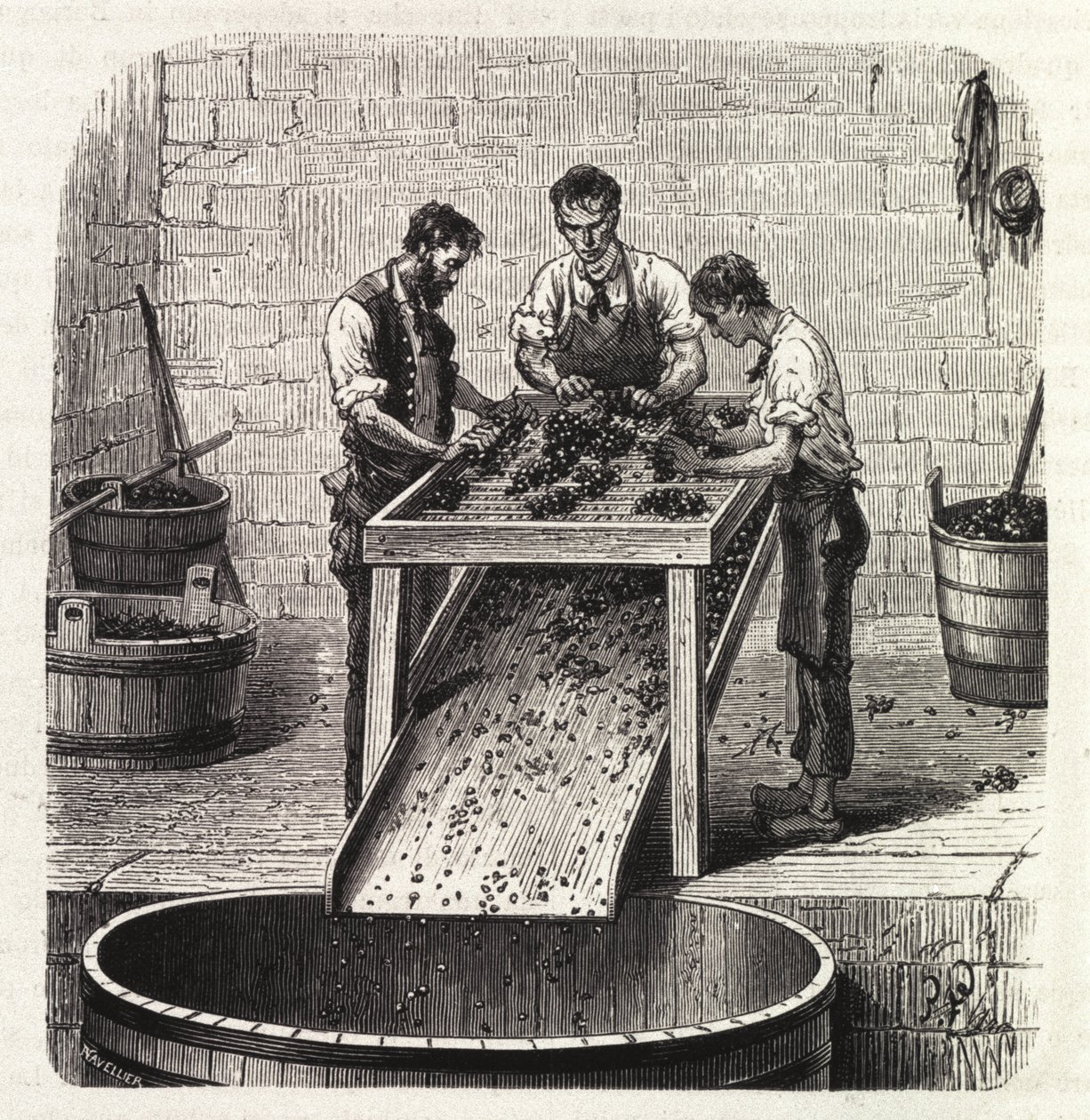 Tri des raisins sur une grille pendant le processus de fabrication du vin de qualité supérieure de Bourgogne. Gravure de la fin du 19ème siècle - Unknown artist