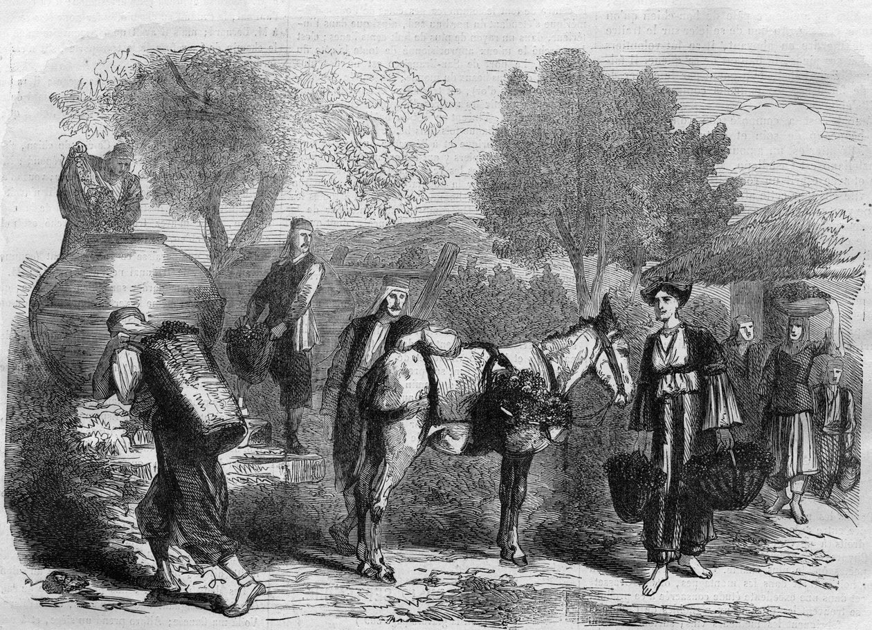 Vendanges à Chypre - Gravure dans « Le Journal Illustré » - Unknown artist