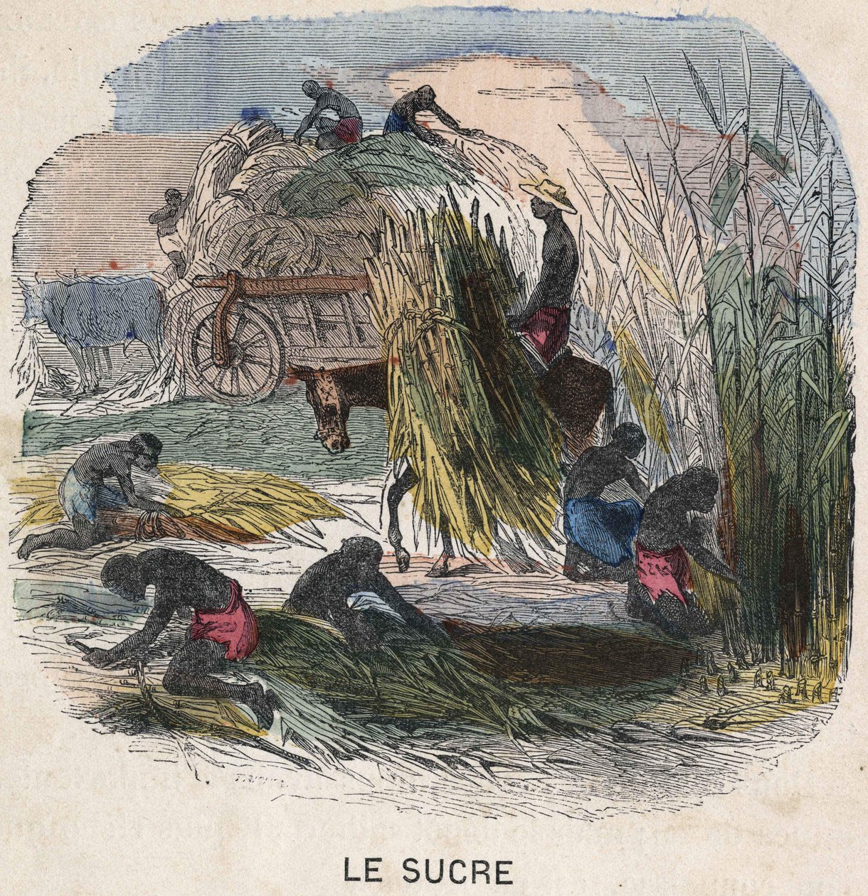 Récolte de la canne à sucre aux Antilles. Illustration du 19ème siècle. Collection Bianchetti. - Unknown artist