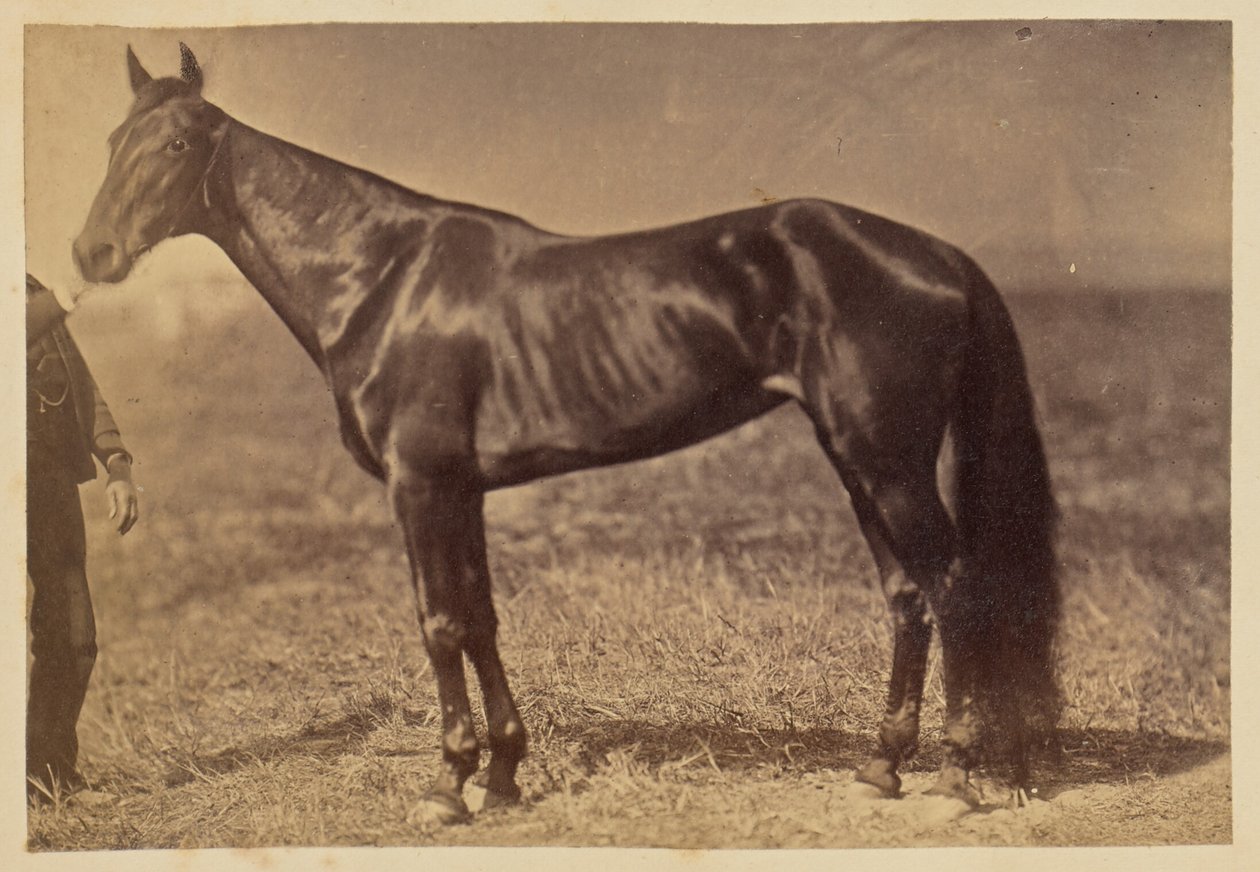 [Cheval dans un champ] - Unknown artist