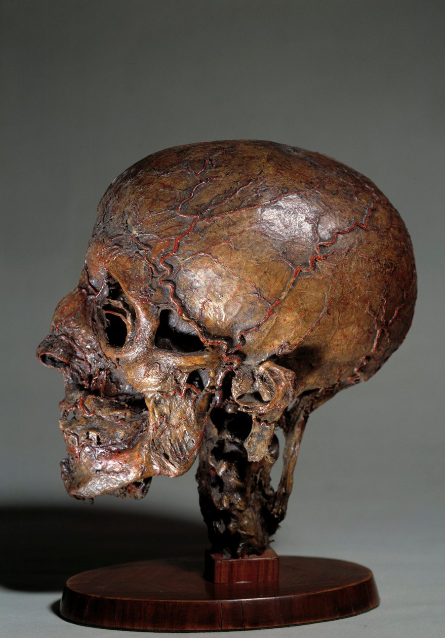 Tête anatomique humaine réalisée par injections de cire. 18ème siècle - Unknown artist