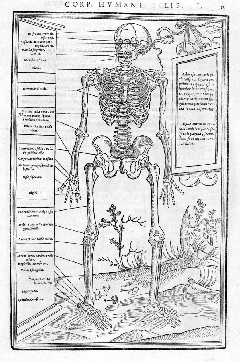 Squelette humain, partie antérieure (De dissectione partium corporis humani) - Unknown artist