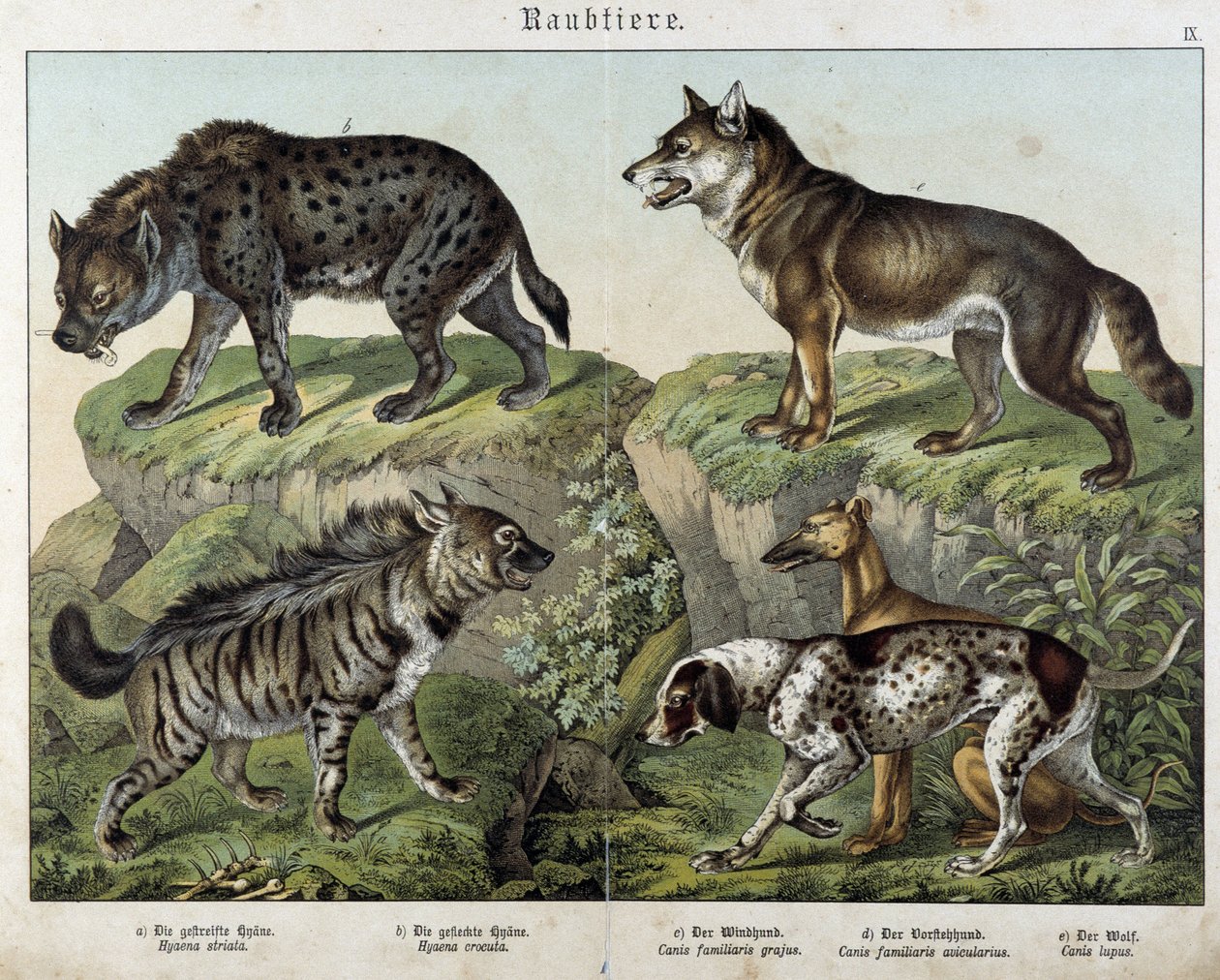 Hyènes et chiens - dans « Histoires naturelles des mammifères », éd. Schreiber - Unknown artist