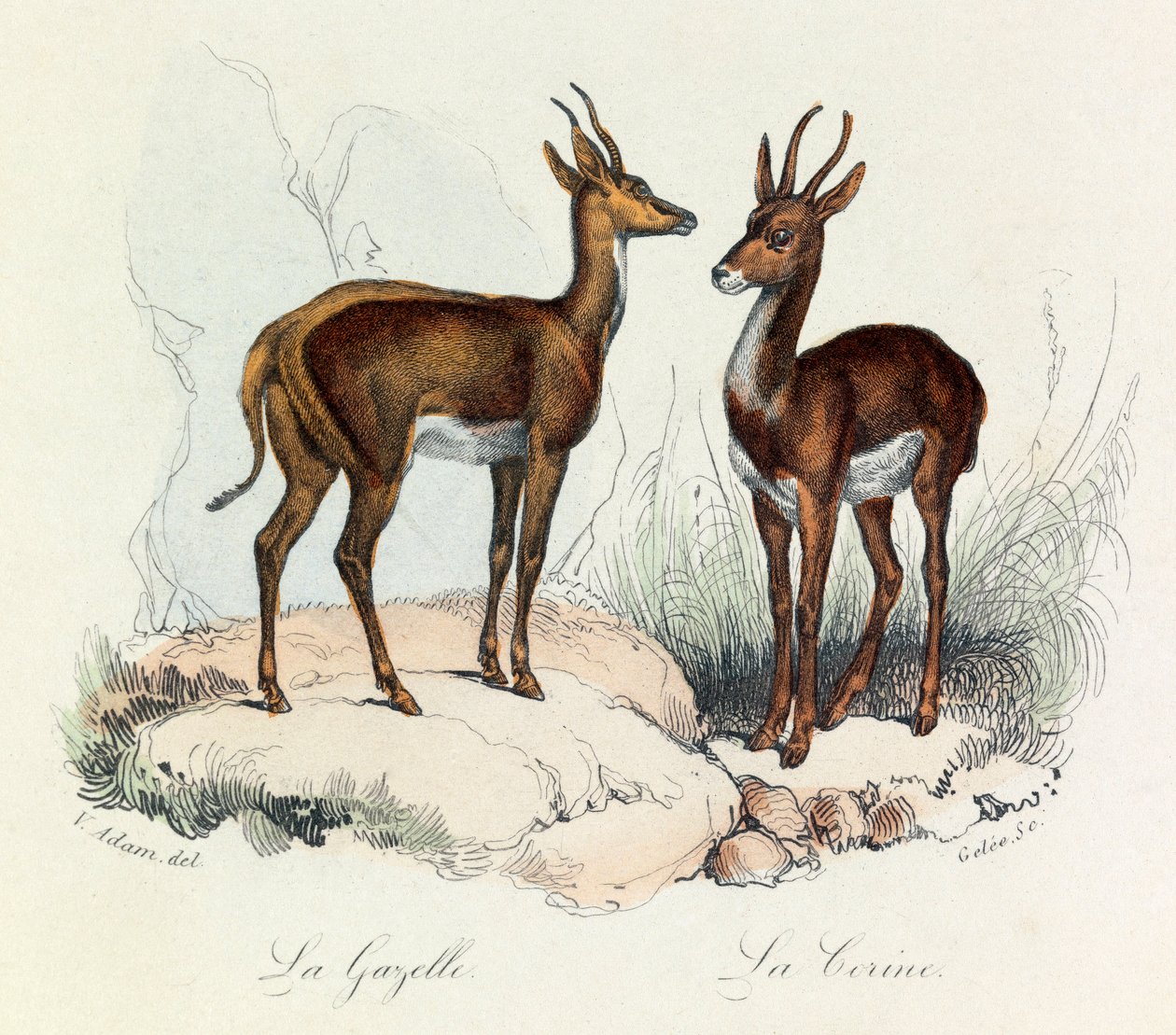 Illustration tirée du livre "Les Œuvres complètes de Buffon" : Les Quadrupèdes : La gazelle et la corine (gravure) - Unknown artist