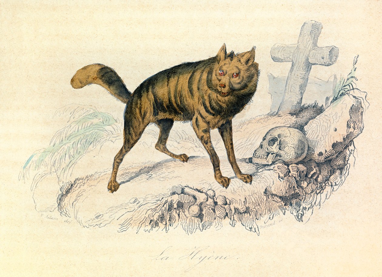 Illustration tirée du livre "Les Œuvres complètes de Buffon" : Les Quadrupèdes : La hyène (gravure) - Unknown artist