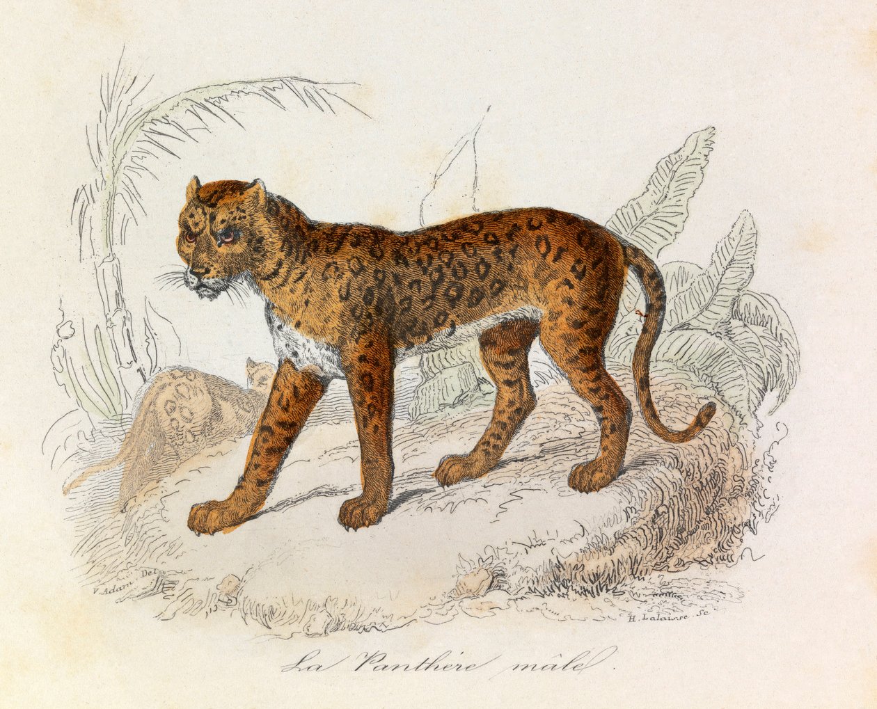 Illustration tirée du livre "Les Œuvres complètes de Buffon" : Les Quadrupèdes : La panthère (gravure) - Unknown artist