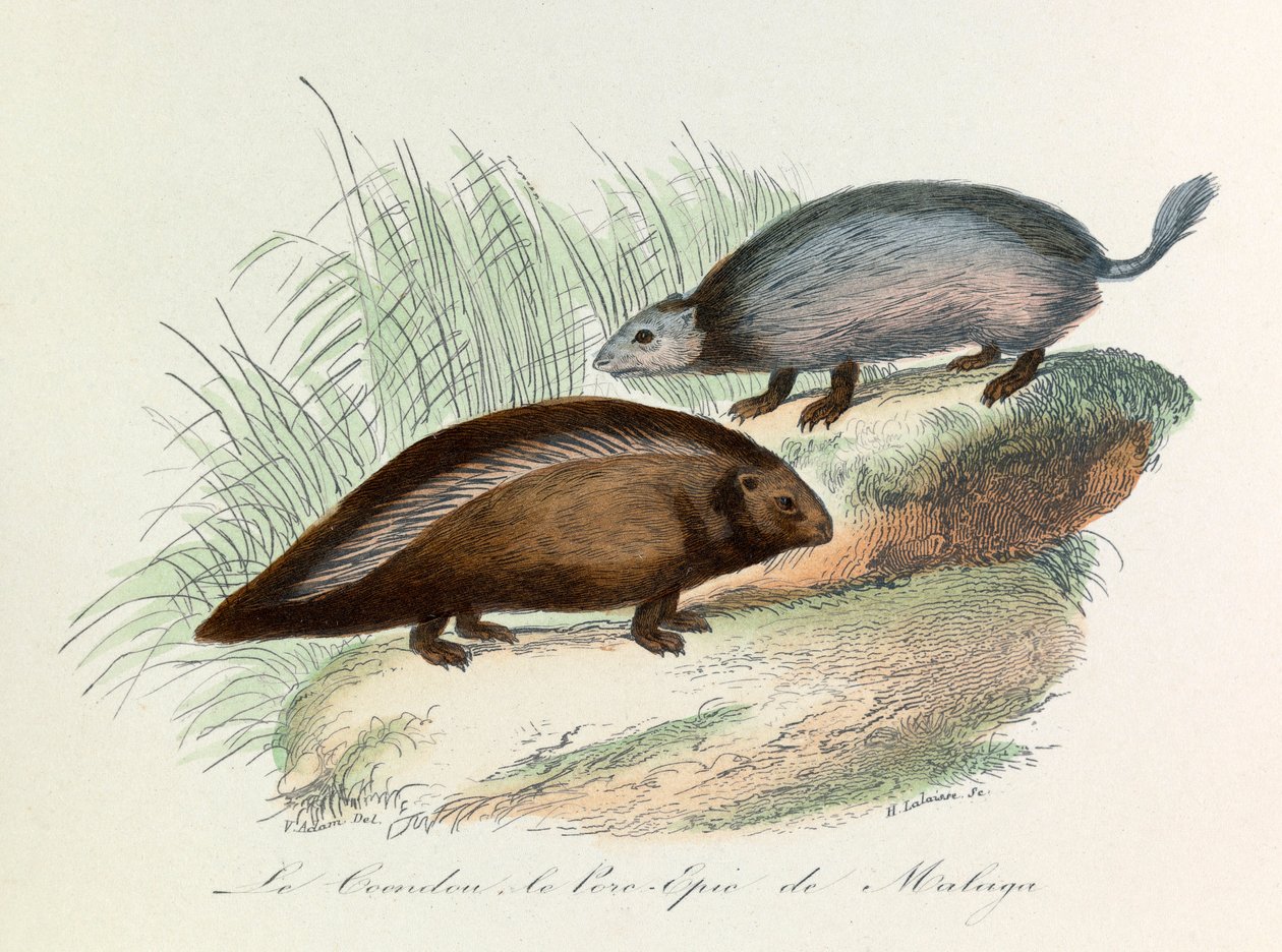 Illustration tirée du livre "Les Œuvres complètes de Buffon" : Les Quadrupèdes : Le coendou et le porc épique de Malaga (gravure) - Unknown artist