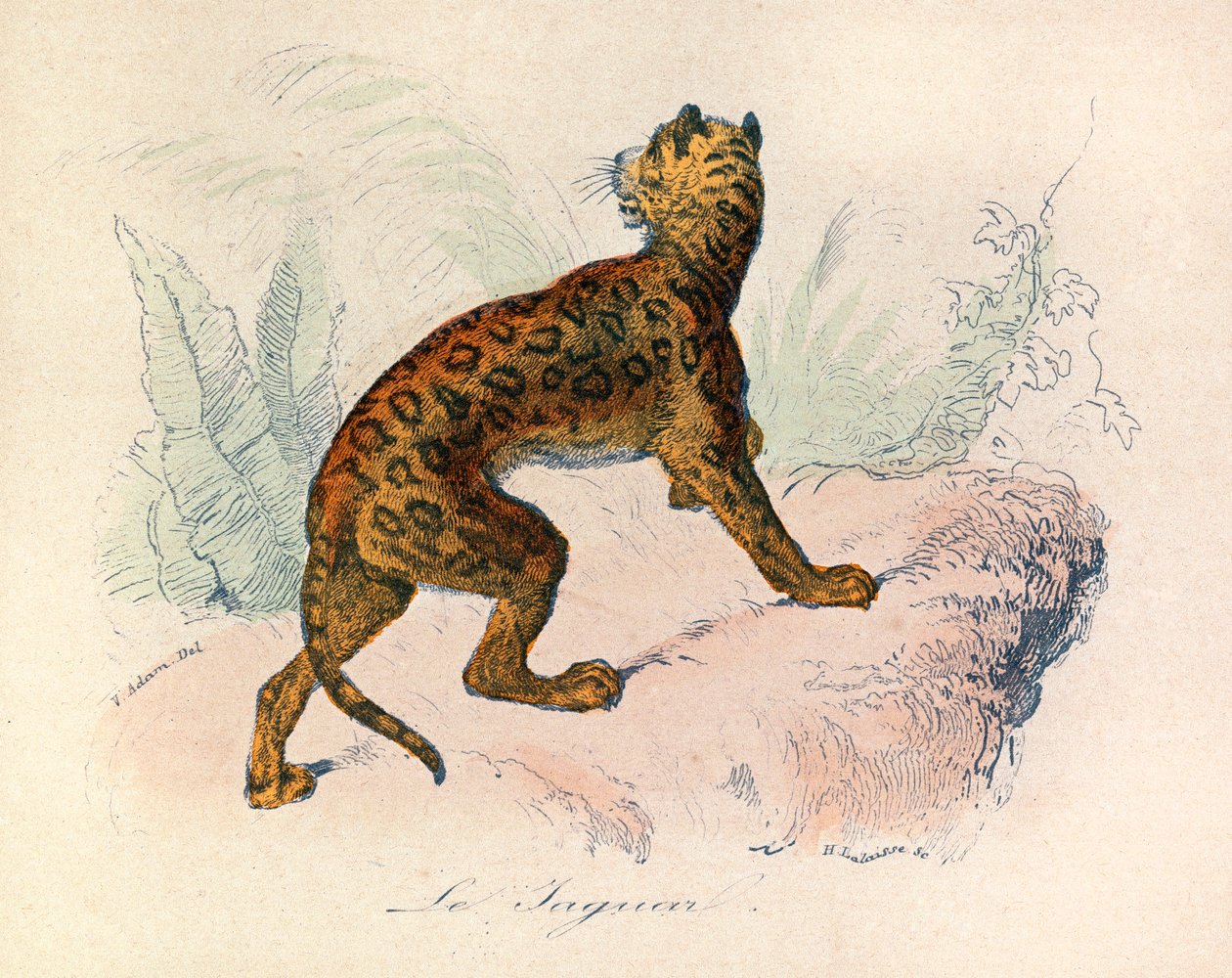 Illustration tirée du livre "Les Œuvres complètes de Buffon" : Les Quadrupèdes : Le jaguar (gravure) - Unknown artist