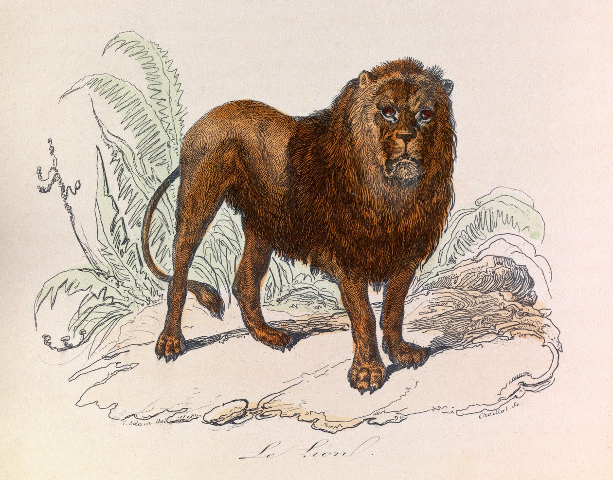 Illustration tirée du livre "Les Œuvres complètes de Buffon" : Les Quadrupèdes : Le lion (gravure) - Unknown artist