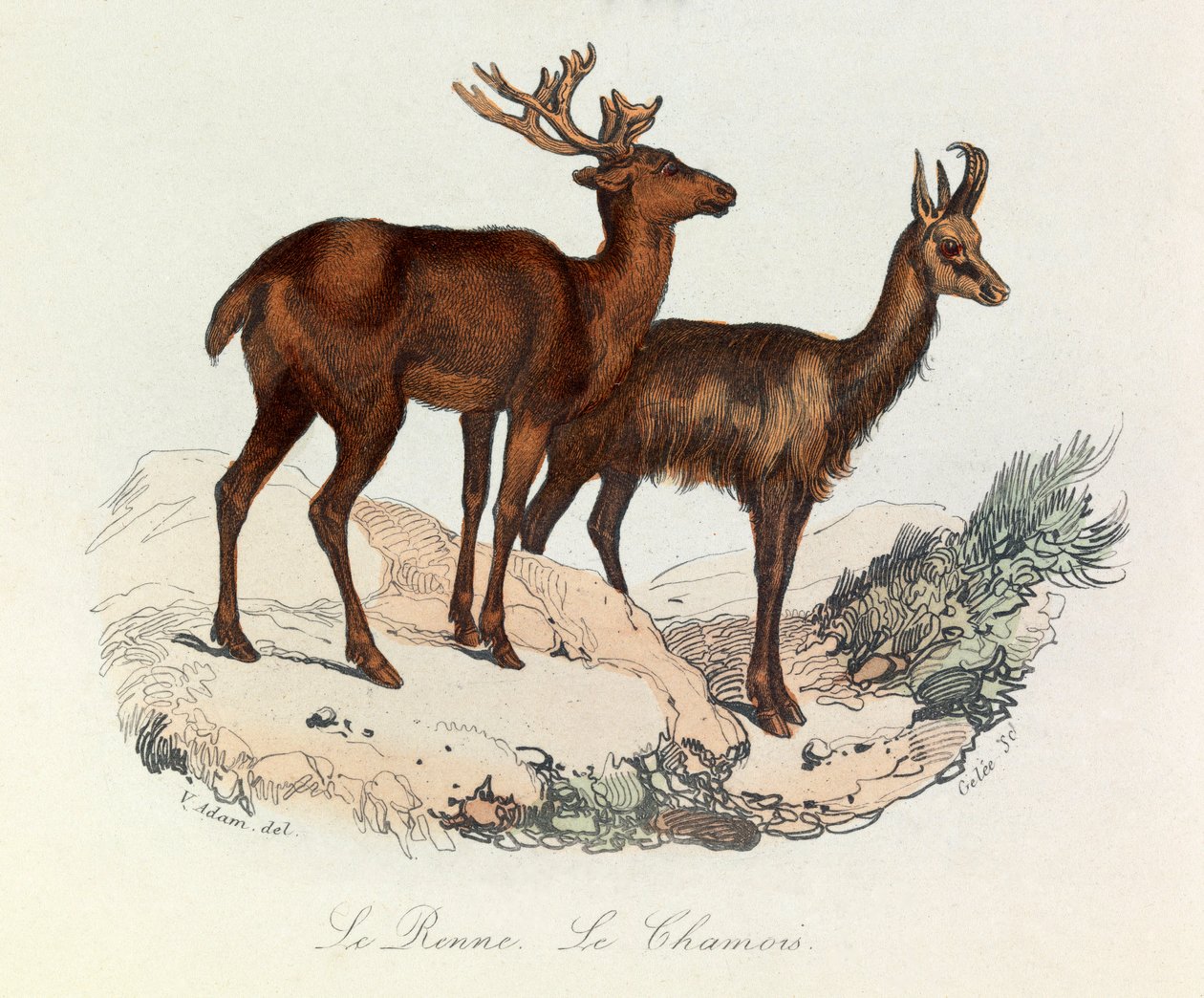 Illustration tirée du livre "Les Œuvres complètes de Buffon" : Les Quadrupèdes : Le reinne et la chamois (gravure) - Unknown artist