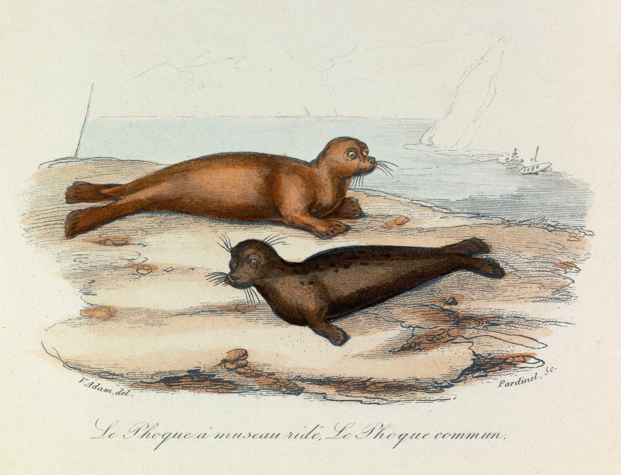 Illustration tirée du livre "Les Œuvres complètes de Buffon" : Les Quadrupèdes : Le seal a snout ride et le seal (gravure) - Unknown artist